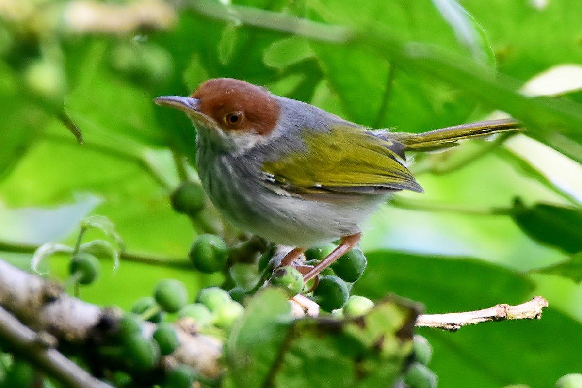 Visayan Tailorbird - Chris Chafer