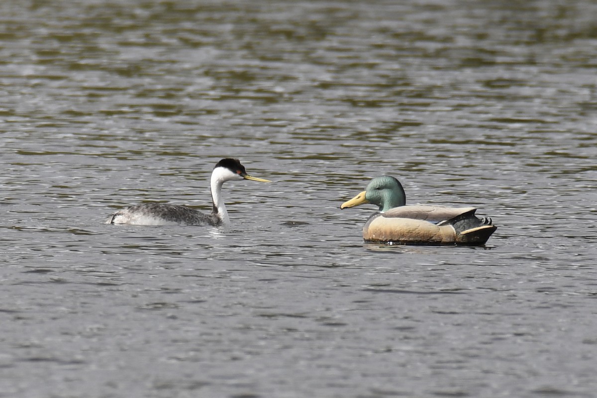 Western Grebe - Della Alcorn