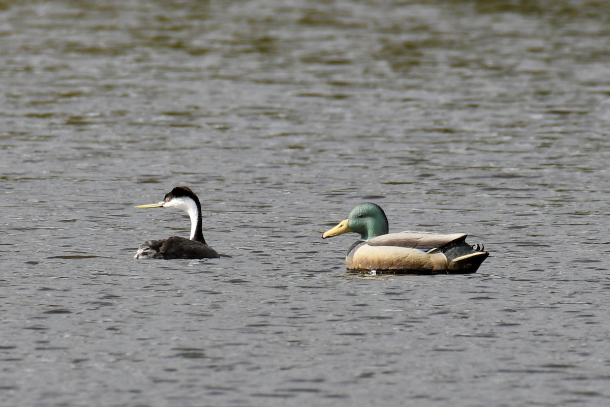 Western Grebe - Della Alcorn