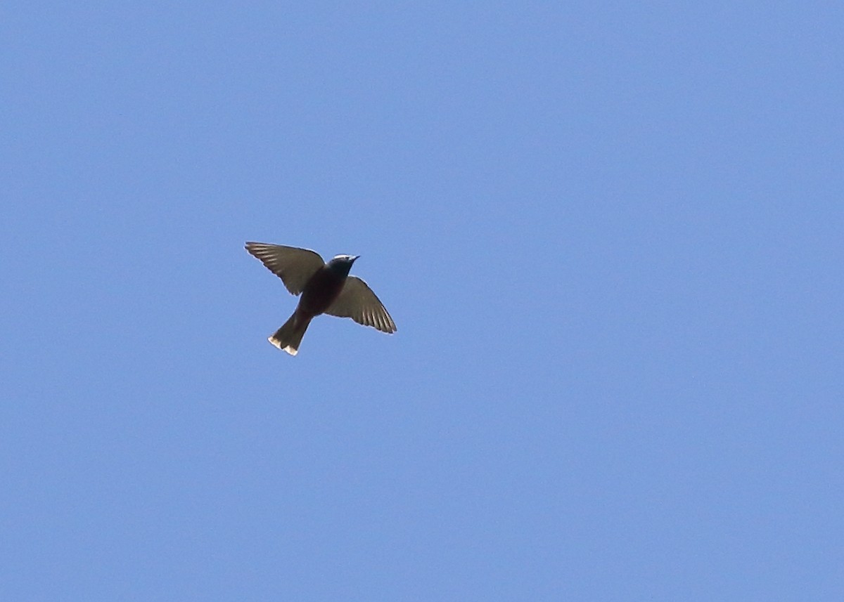 White-browed Woodswallow - ML383267961