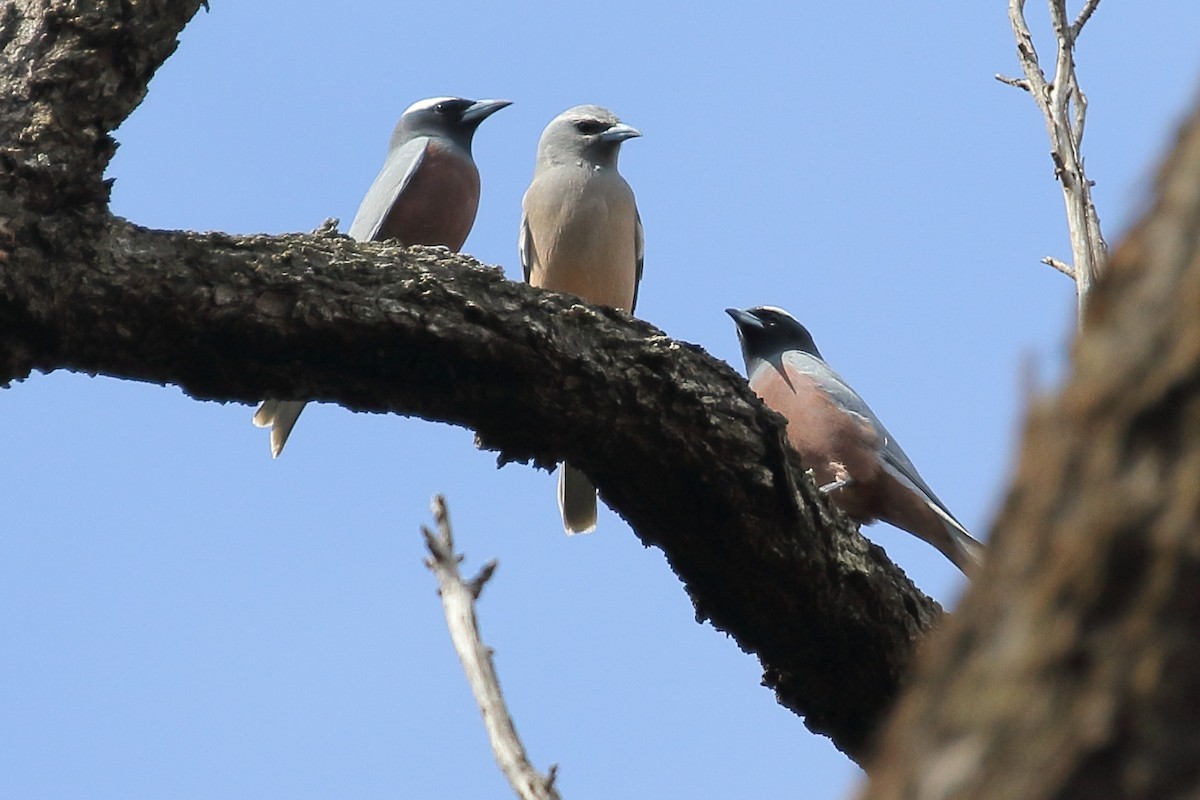 White-browed Woodswallow - ML383268011