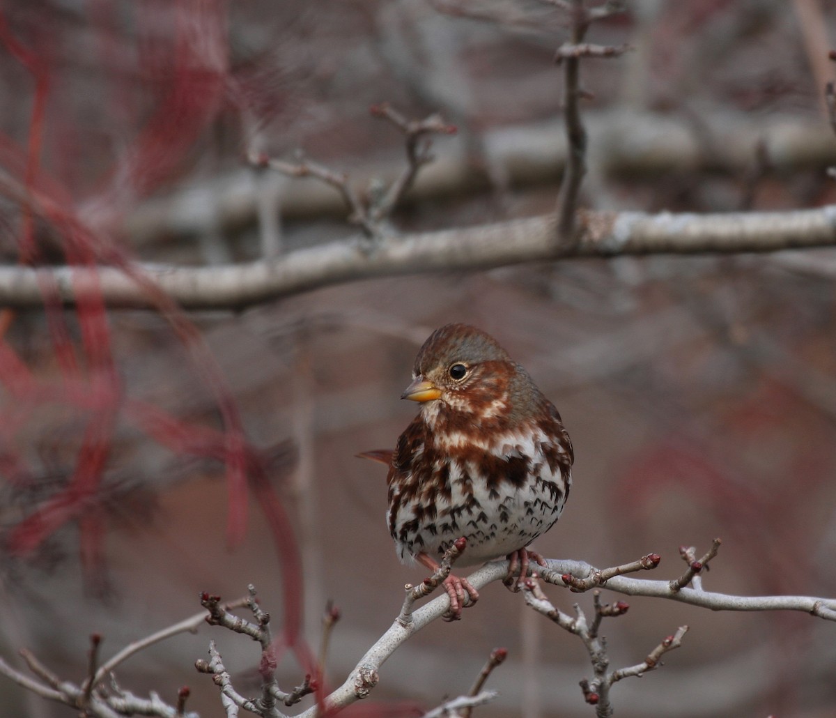 Fox Sparrow - ML38326861