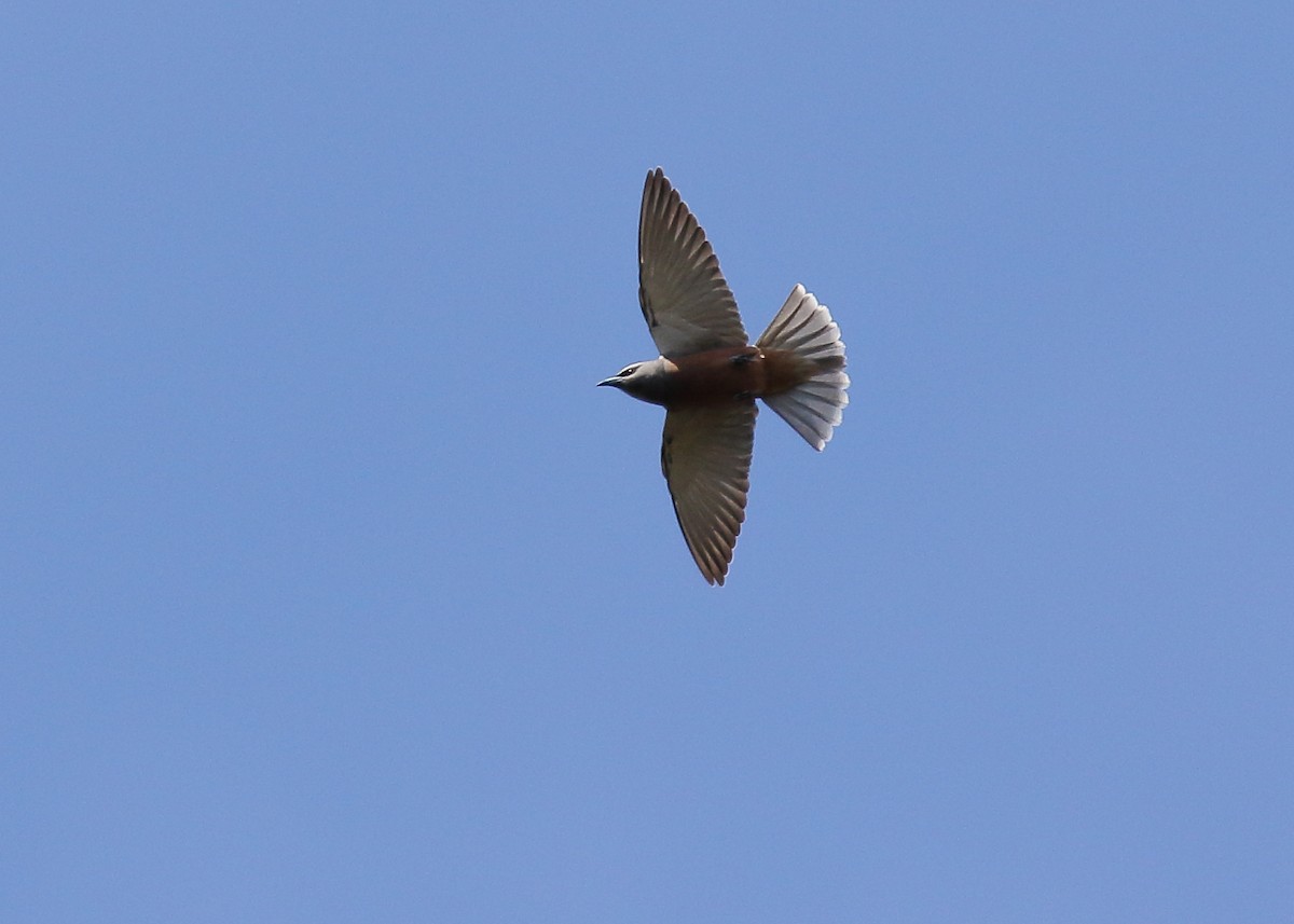 White-browed Woodswallow - ML383269061