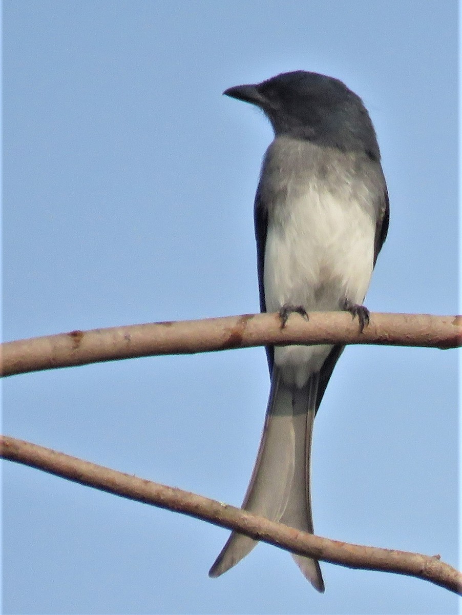 White-bellied Drongo - ML383269671