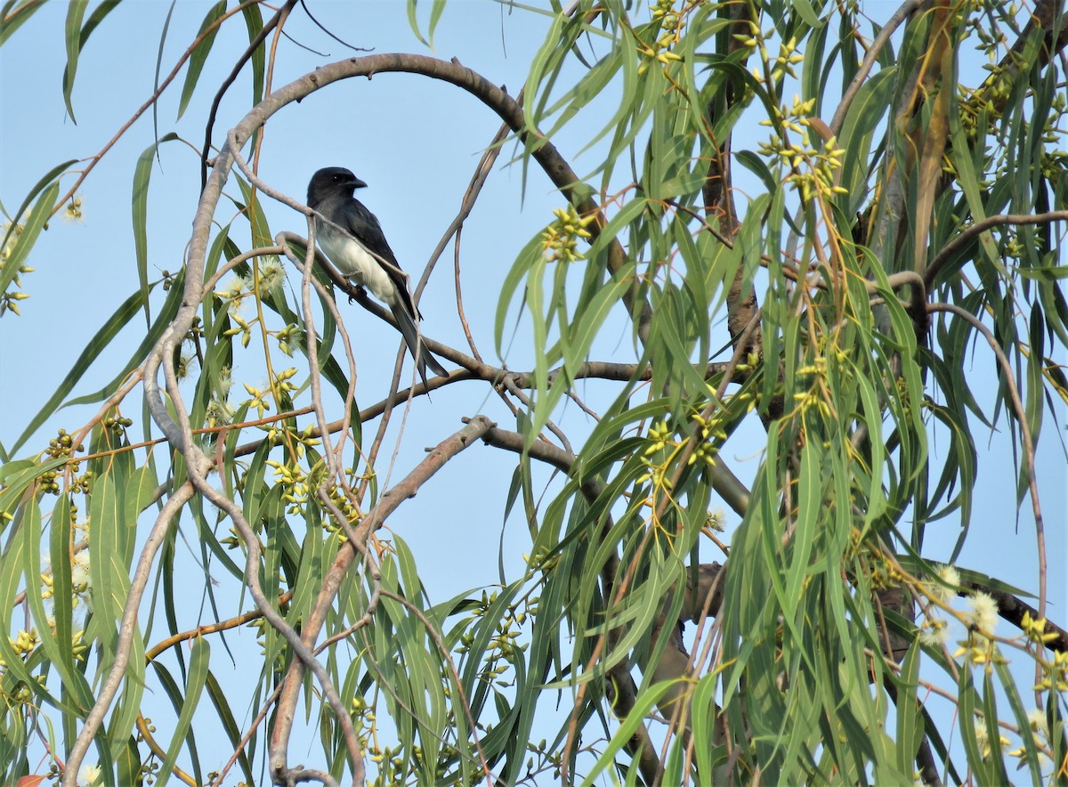 White-bellied Drongo - ML383269721