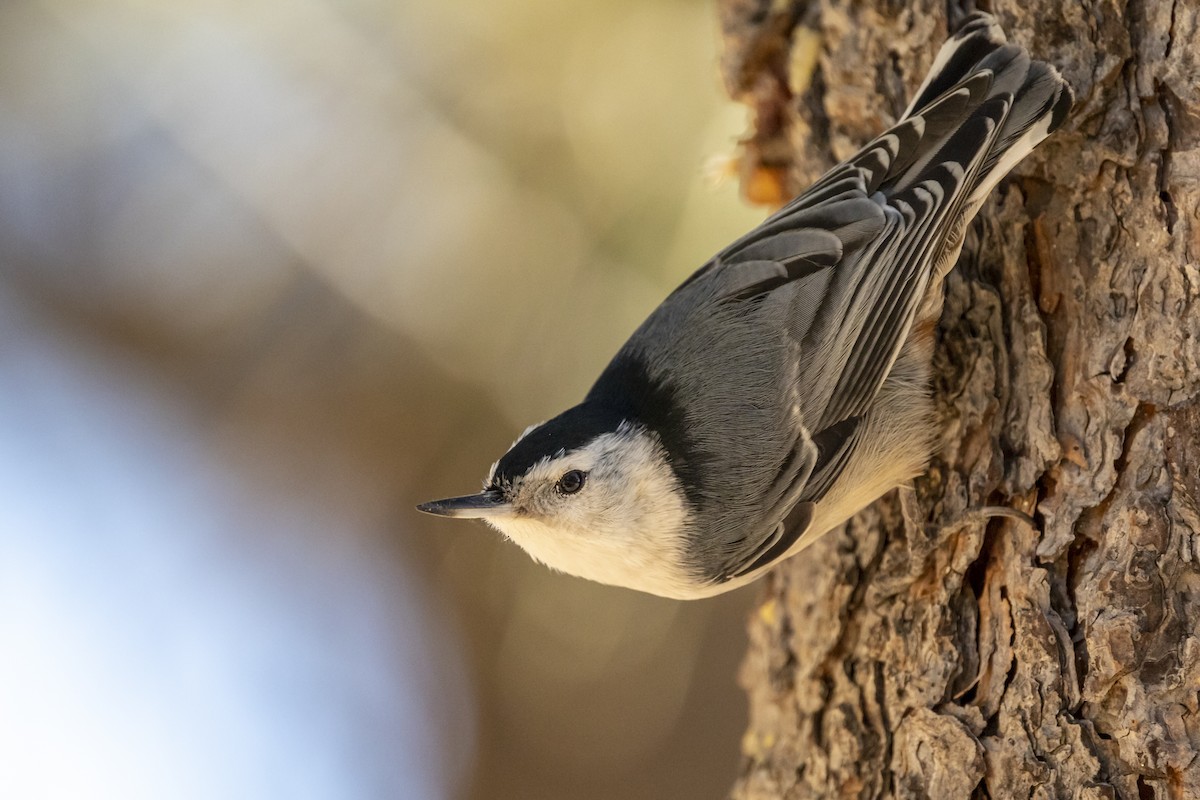 White-breasted Nuthatch - ML383269851