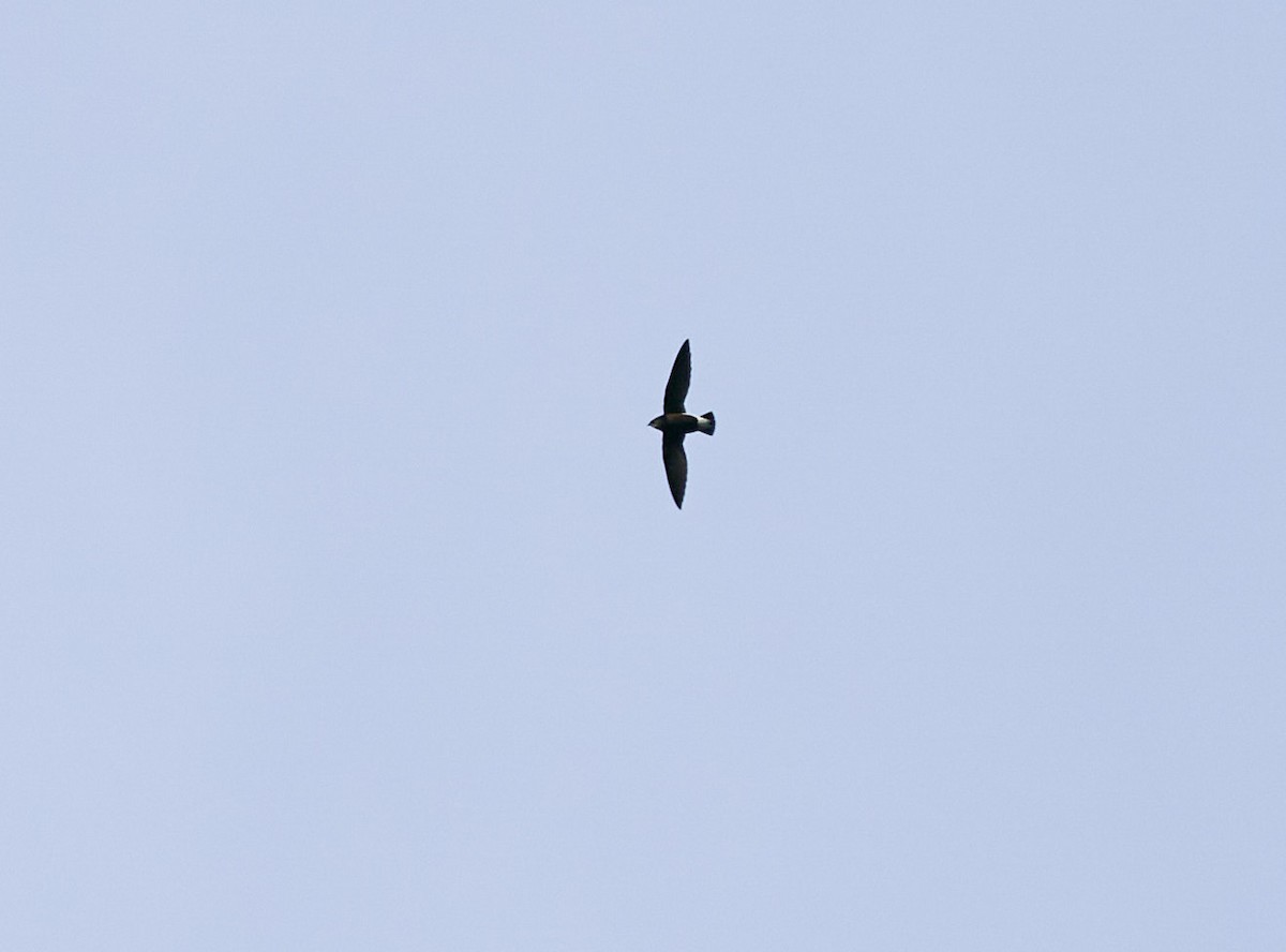 Silver-backed Needletail - ML383269991