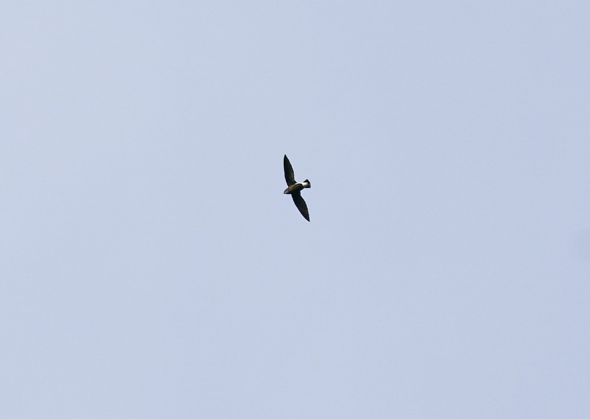 Silver-backed Needletail - krishna gopagondanahalli