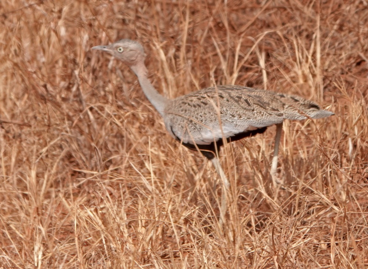 Buff-crested Bustard - Diane Drobka