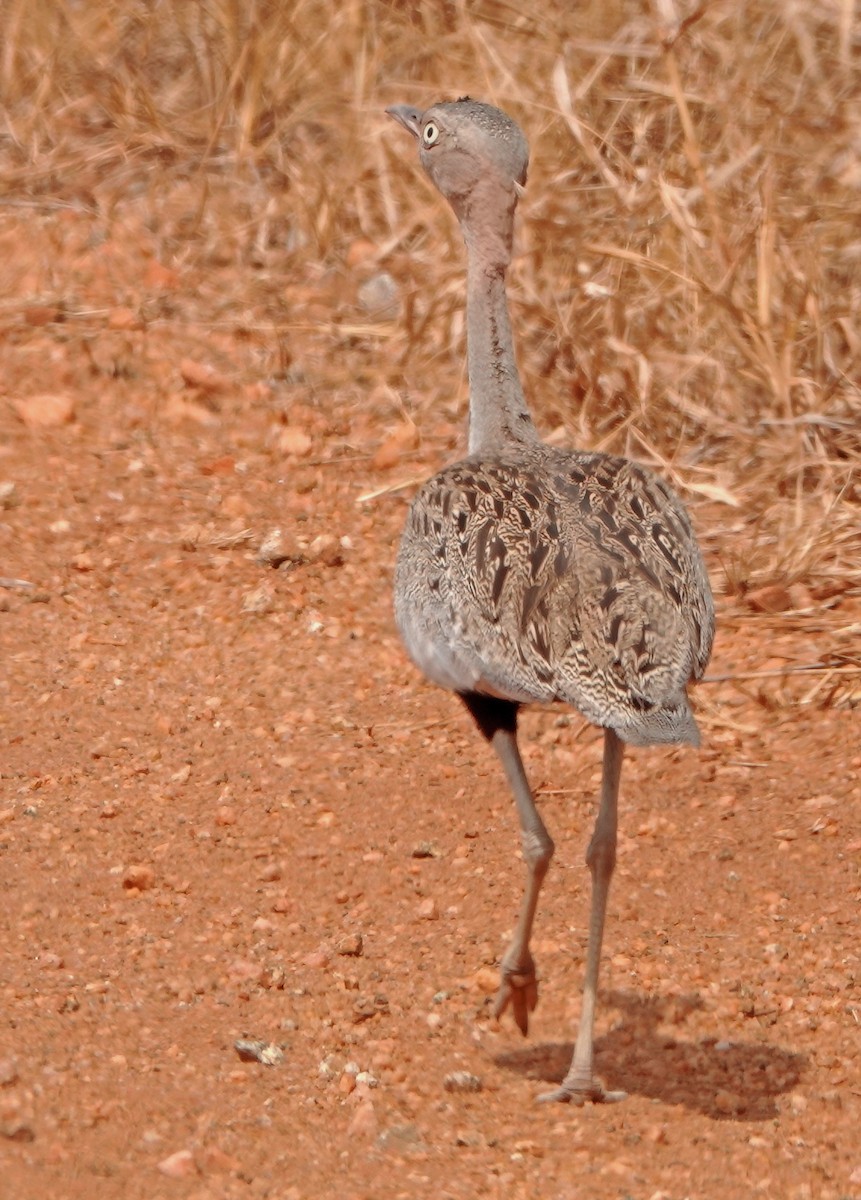 Buff-crested Bustard - ML383270941