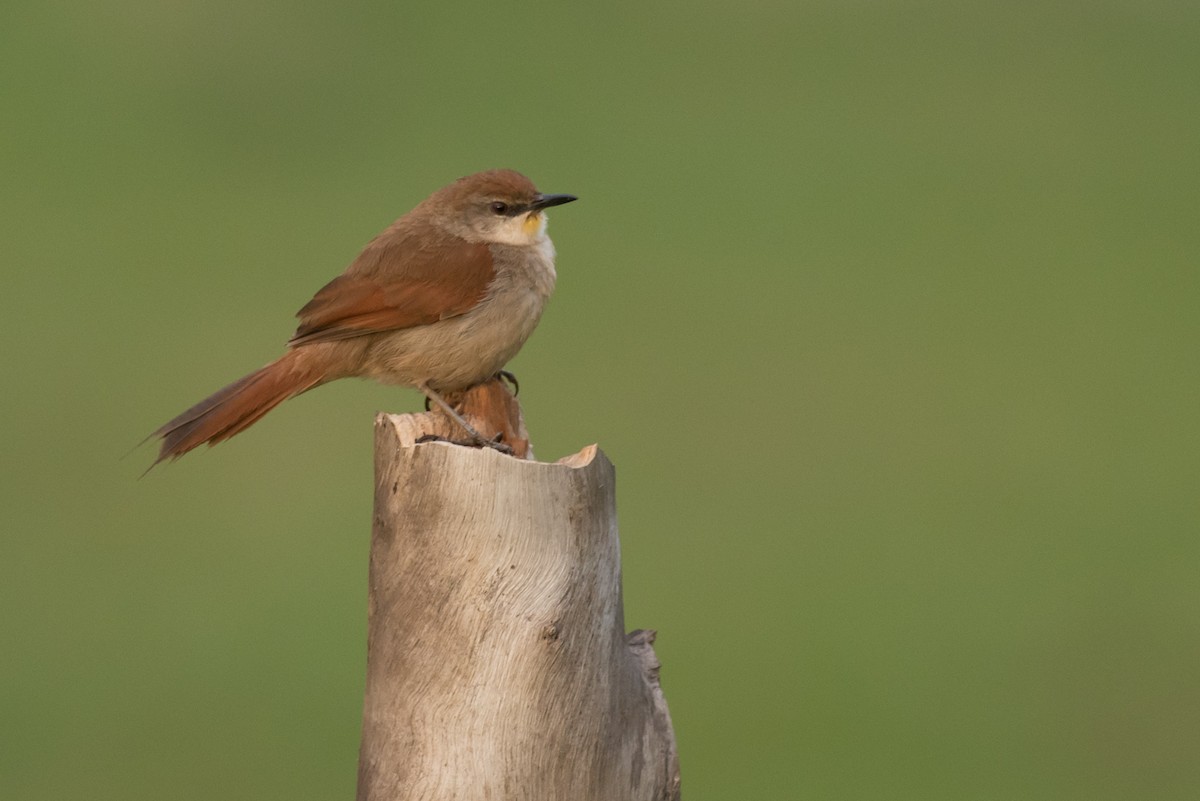 Yellow-chinned Spinetail - Flavio Moraes