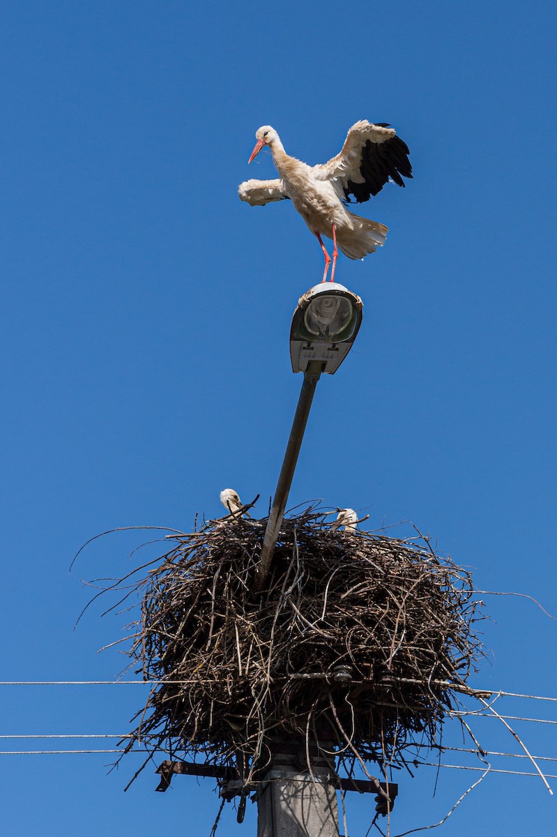 White Stork - ML383274541
