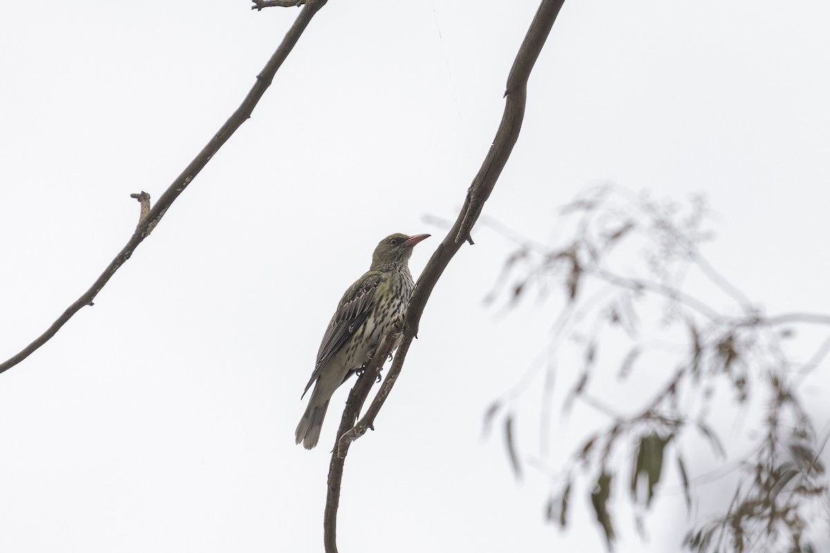 Olive-backed Oriole - ML383274831