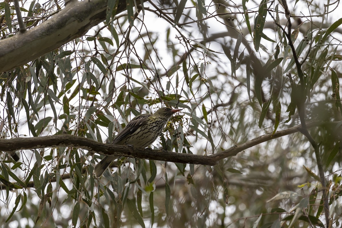 Olive-backed Oriole - ML383274841