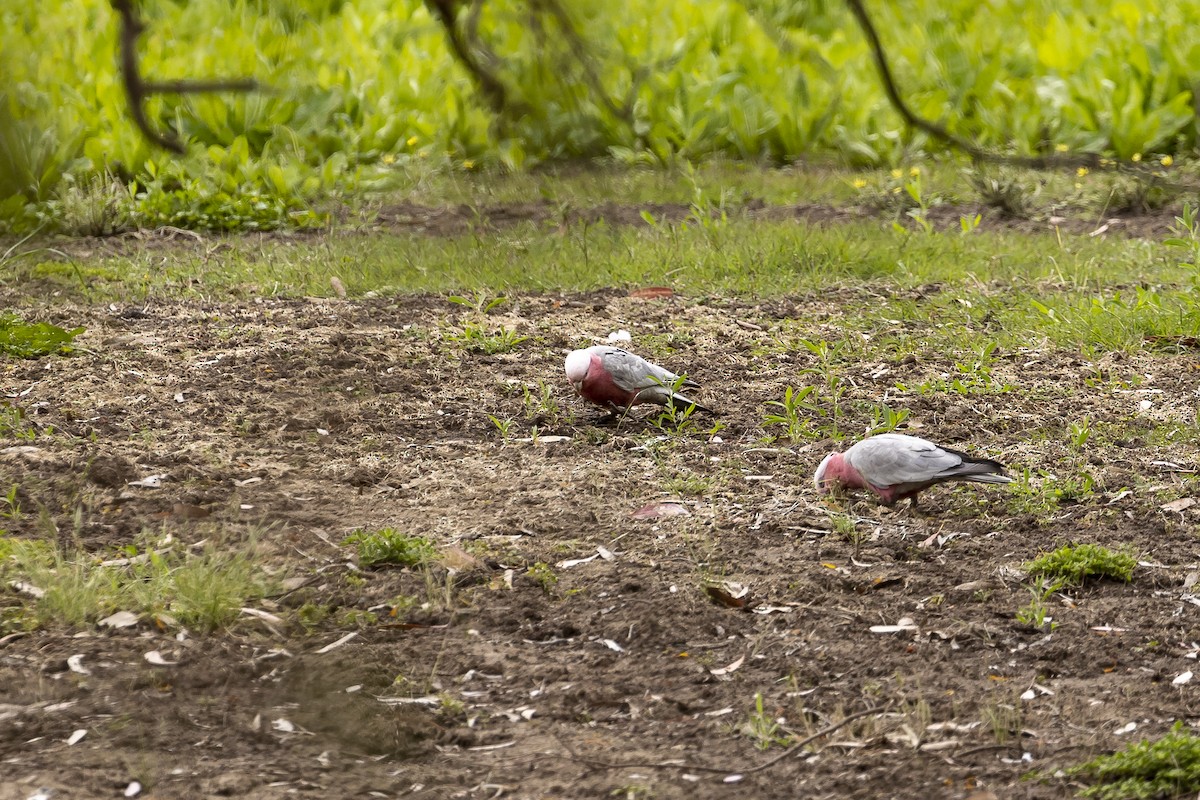 Galah - ML383274921