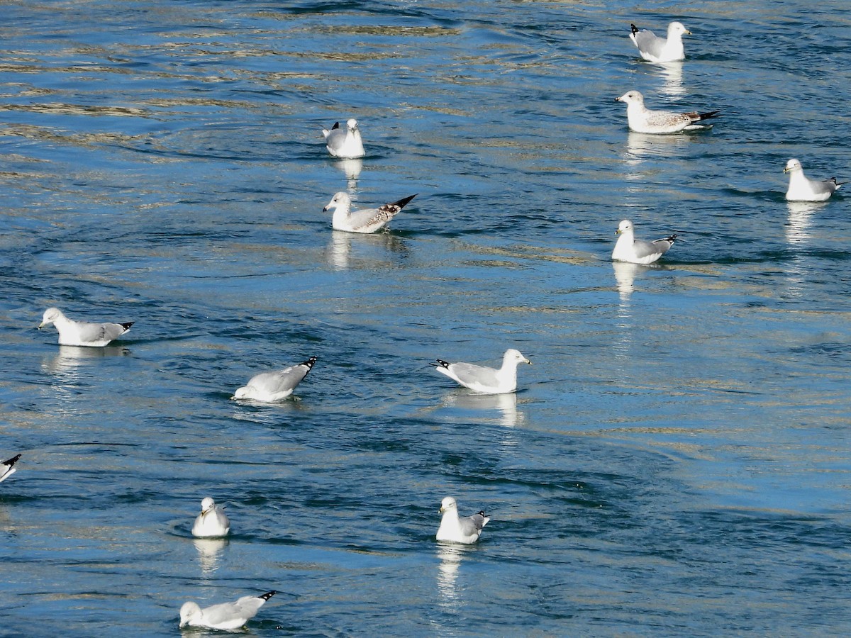 Ring-billed Gull - Ted Hogg