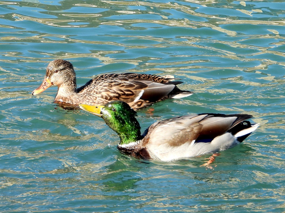 Canard colvert - ML383275721