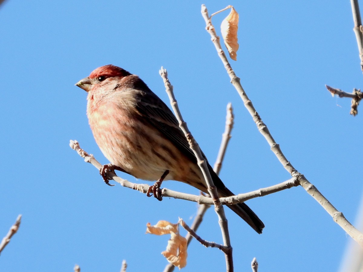 House Finch - Ted Hogg