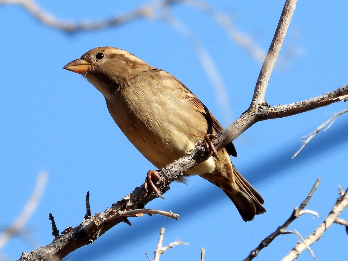 House Sparrow - ML383275811