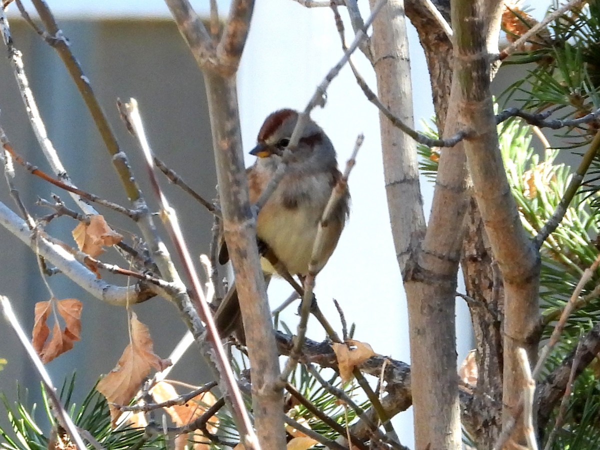 American Tree Sparrow - Ted Hogg