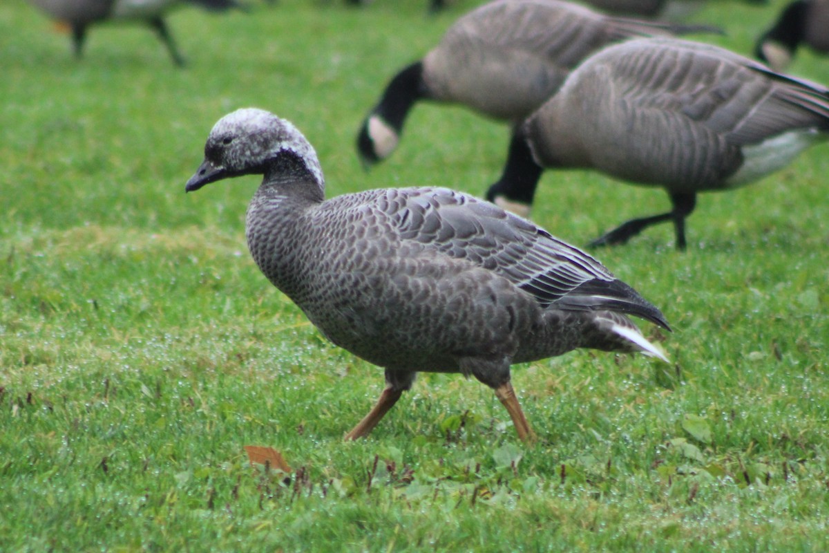 Emperor Goose - ML383276031