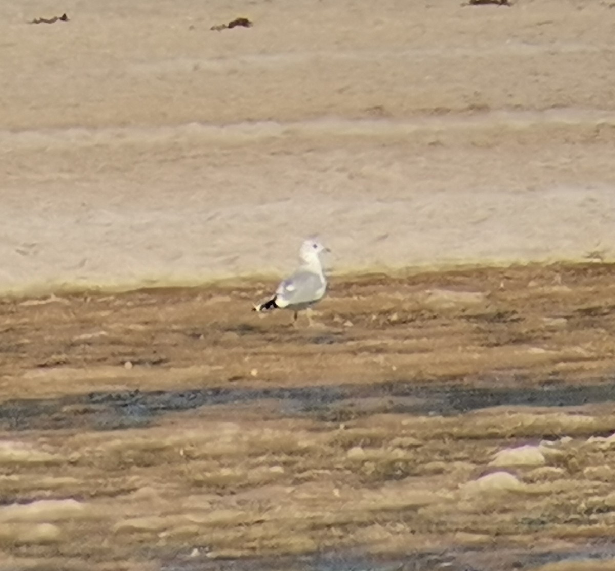 Common Gull - ML383276221