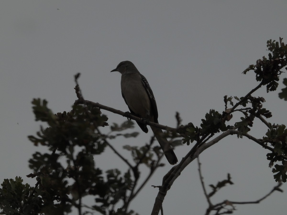 Northern Mockingbird - ML383276481