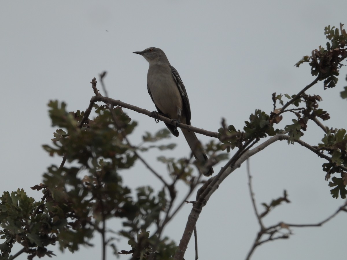 Northern Mockingbird - ML383276491