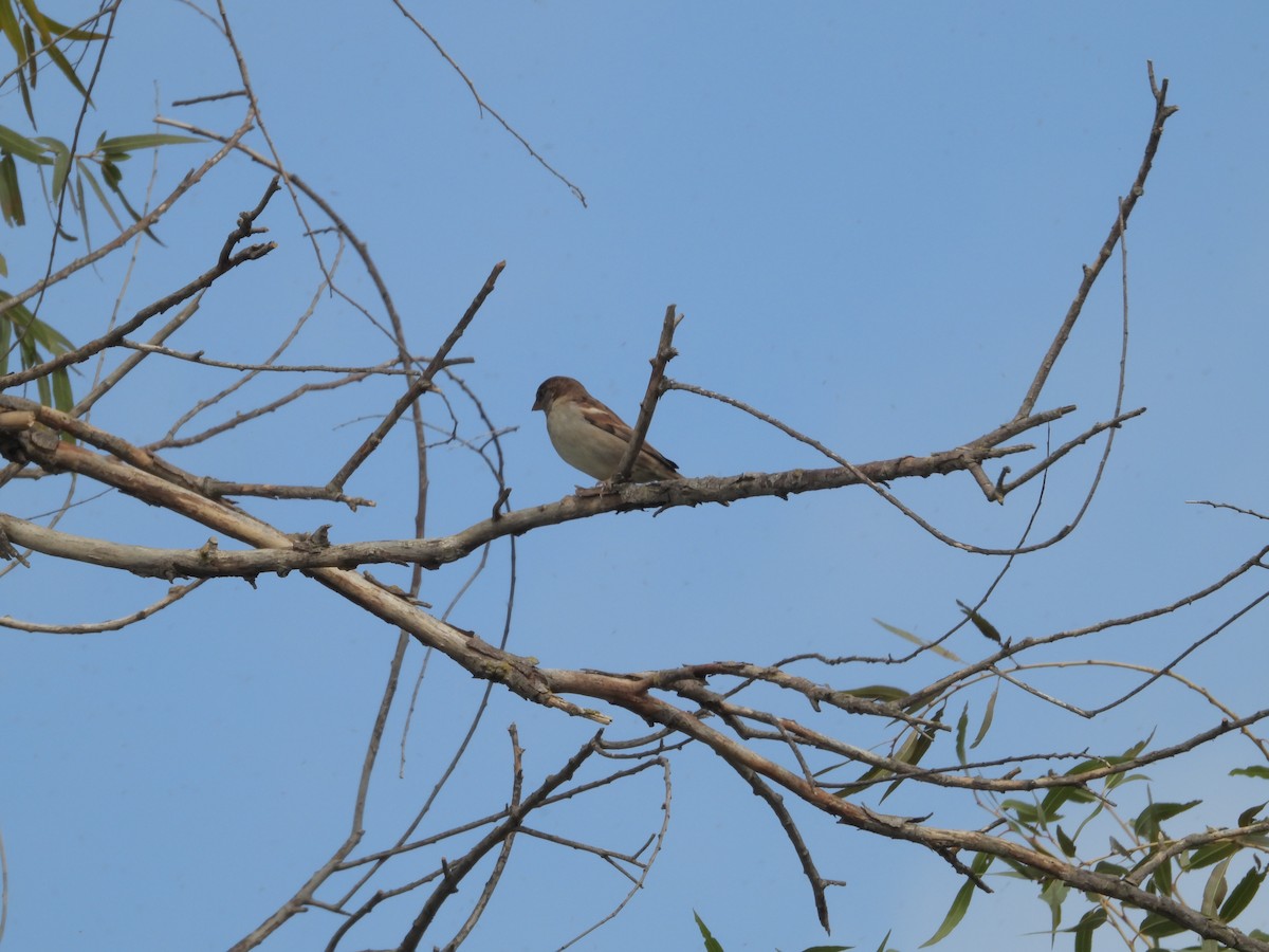 Moineau domestique - ML383276581