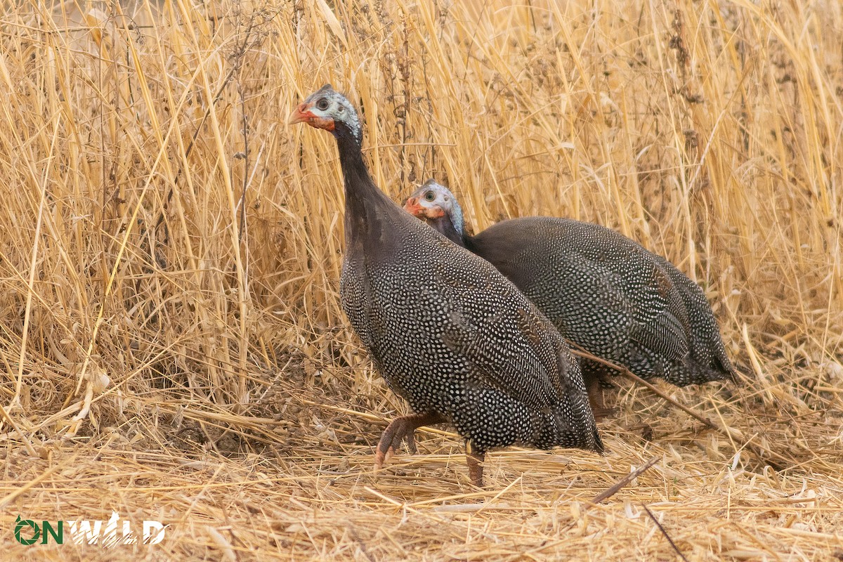 Helmeted Guineafowl - ML383278271