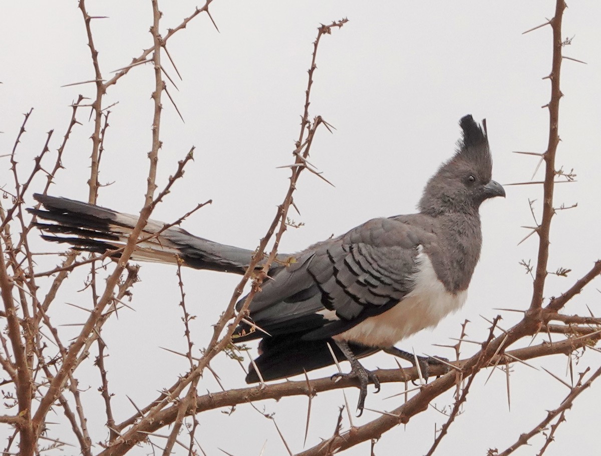 Turaco Ventriblanco - ML383278541