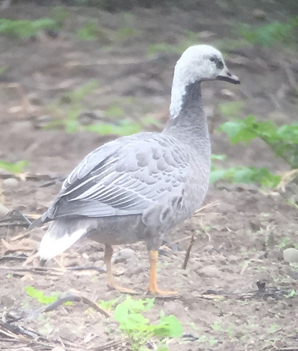 Emperor Goose - Stefan Schlick