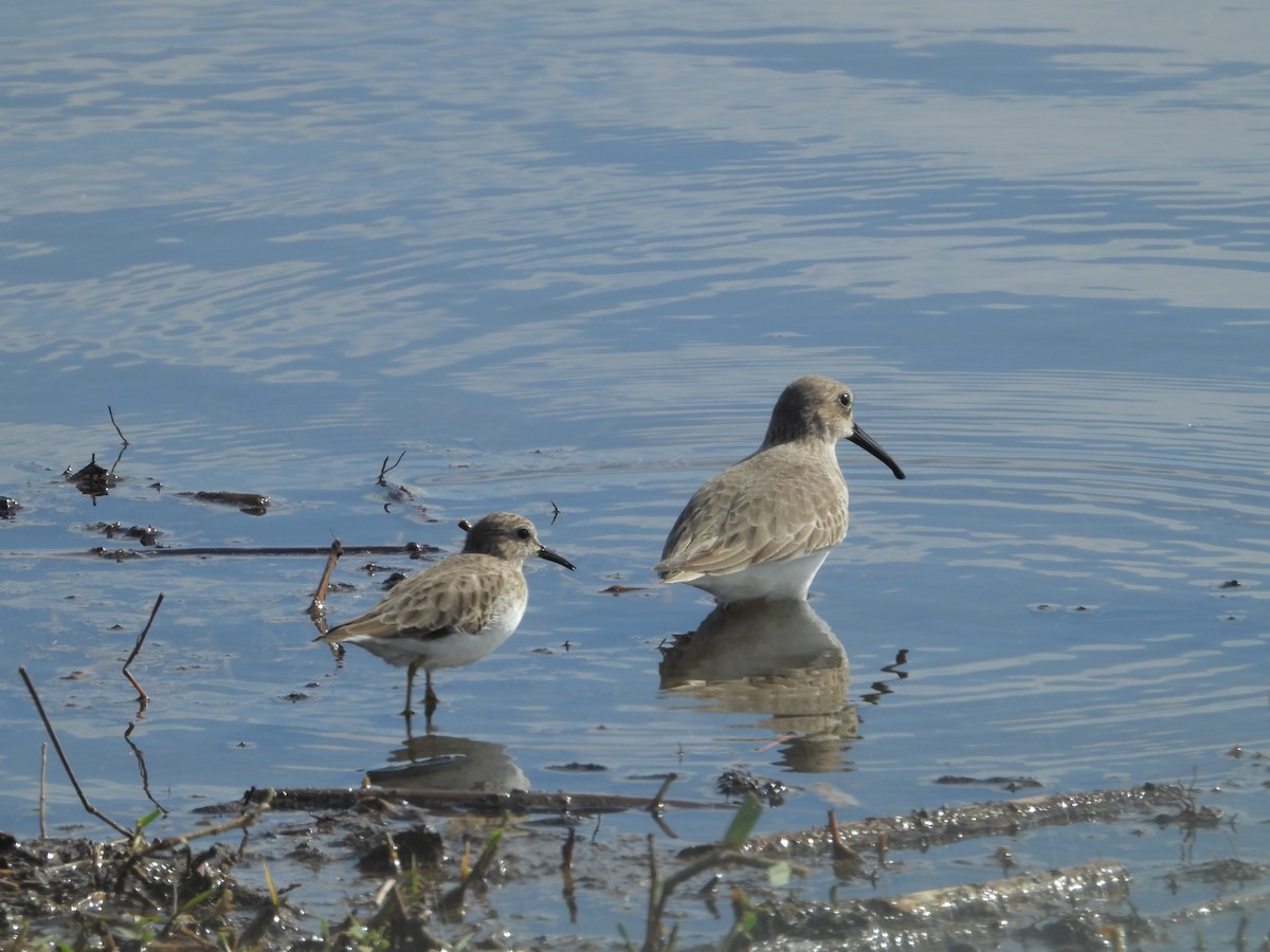 Least Sandpiper - ML383279661