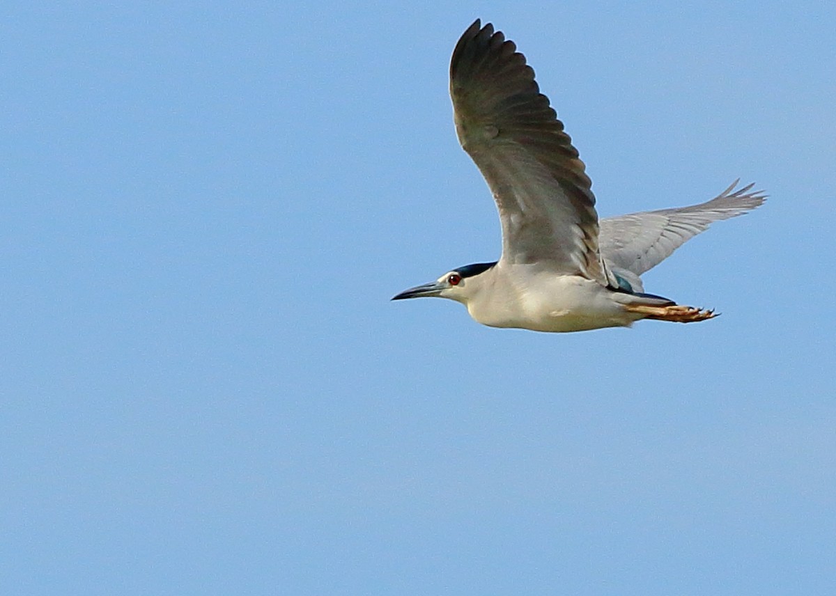 Black-crowned Night Heron - Sérgio Correia