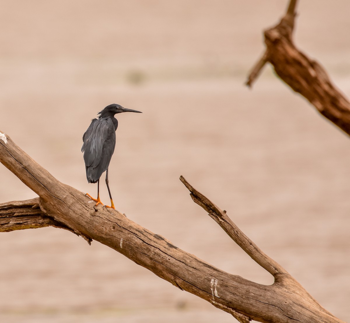 Black Heron - ML383280441