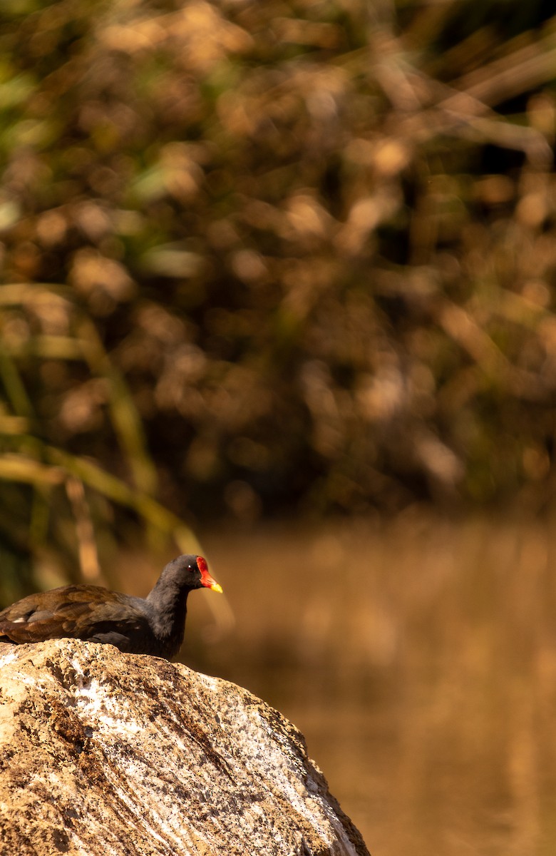 Gallinule poule-d'eau - ML383281491