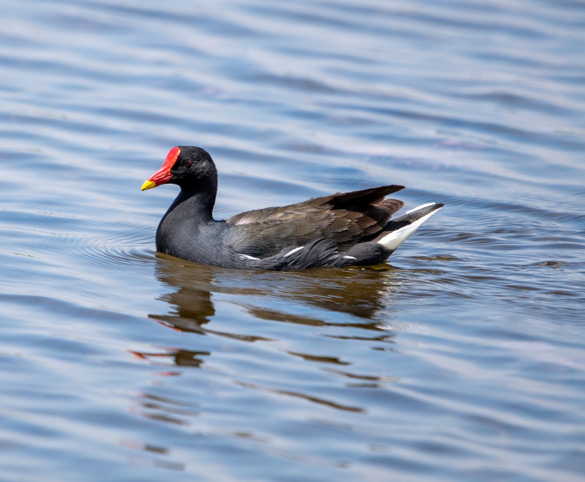 Gallinule poule-d'eau - ML383281651