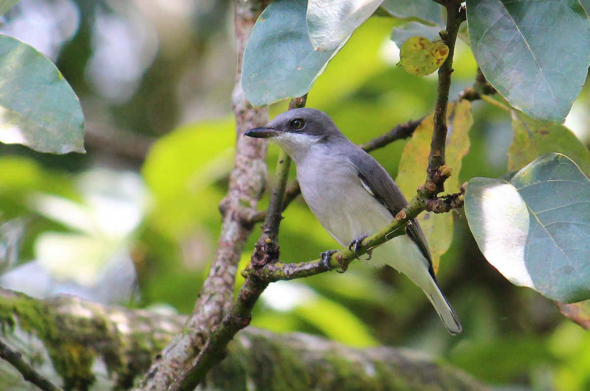 Sri Lanka Woodshrike - ML383283501