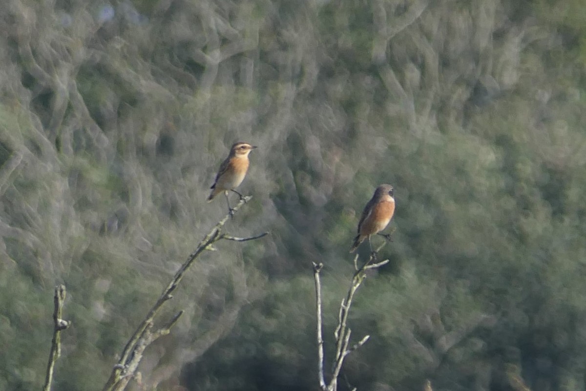 Whinchat - Dario Allenstein