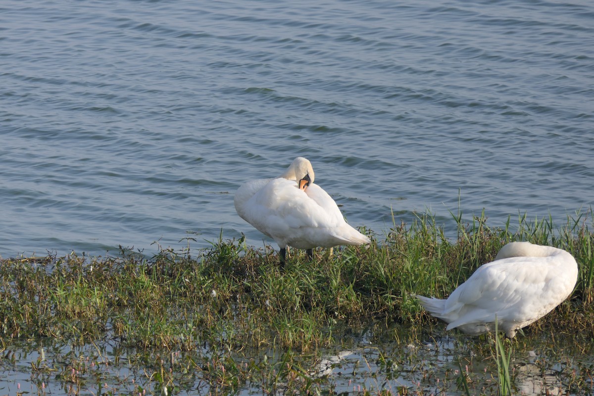 Mute Swan - ML383283591