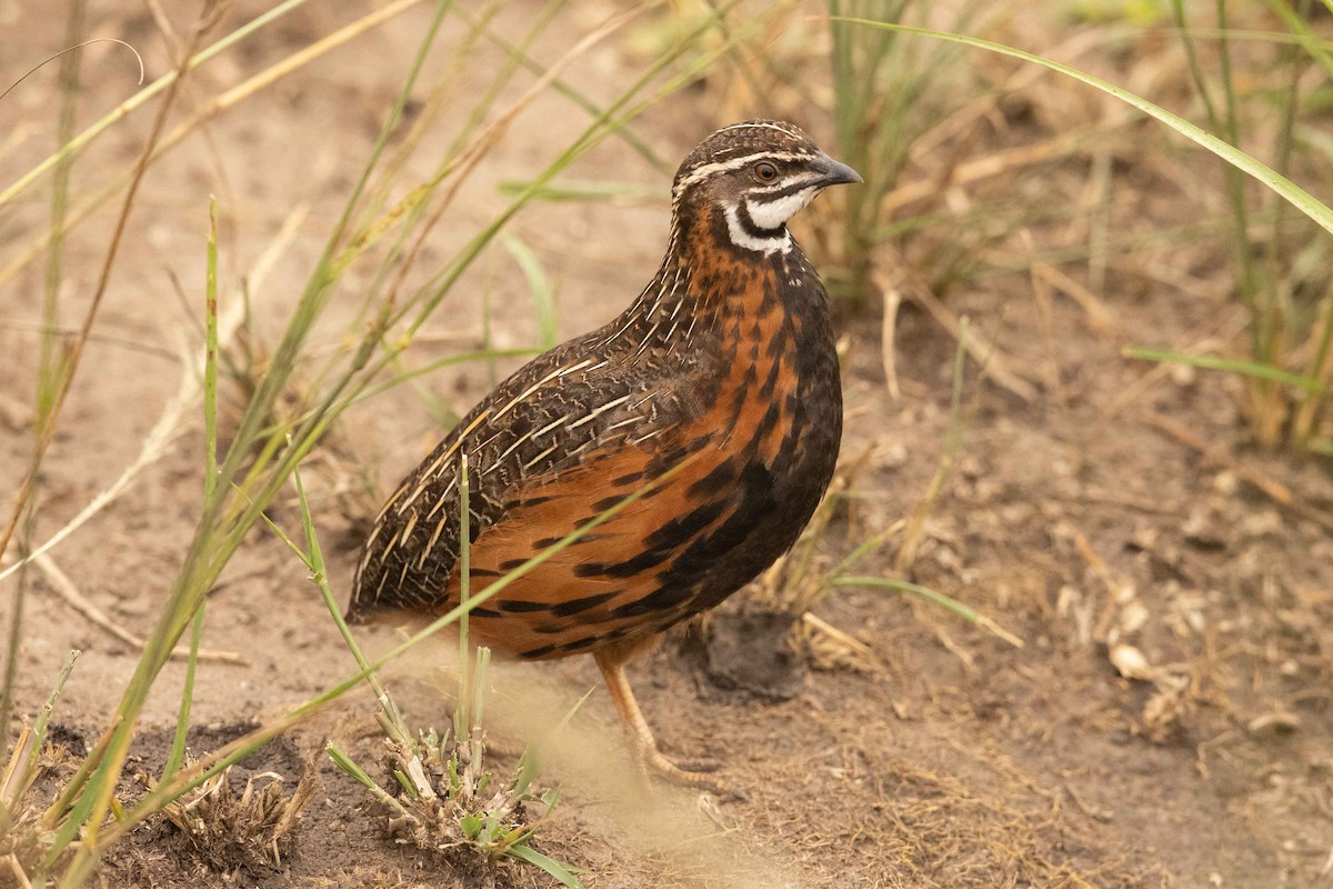 Harlequin Quail - ML383284371