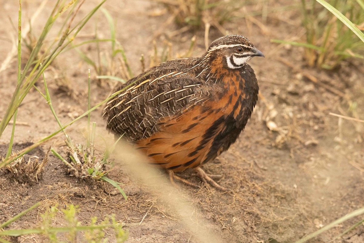 Harlequin Quail - ML383284401