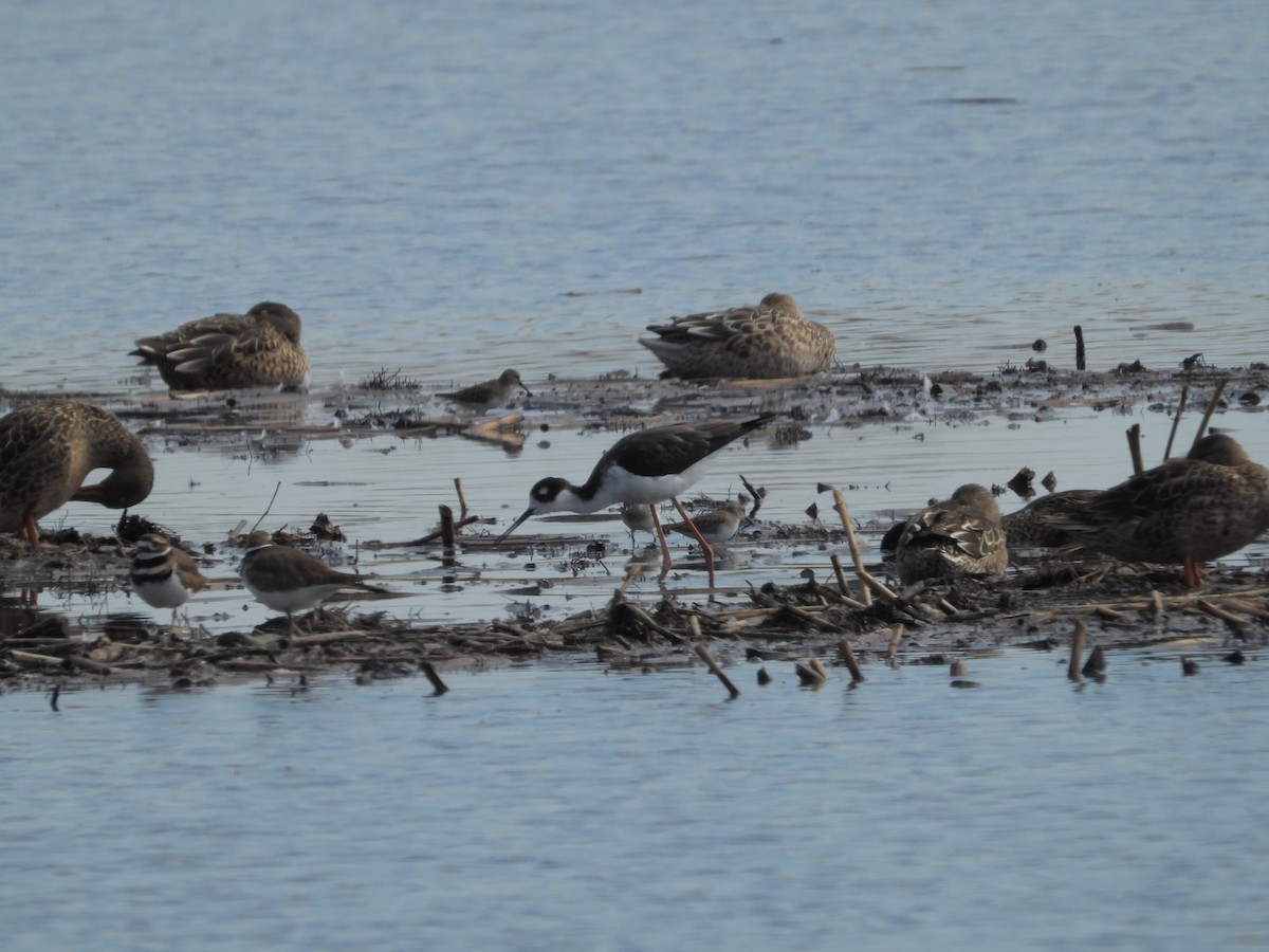 Least Sandpiper - ML383284851