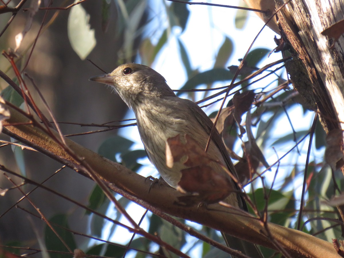 Gray Shrikethrush - ML383285321