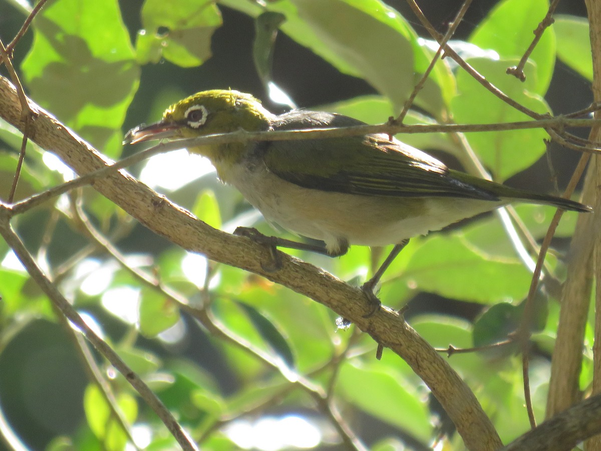 Silvereye - ML383286561