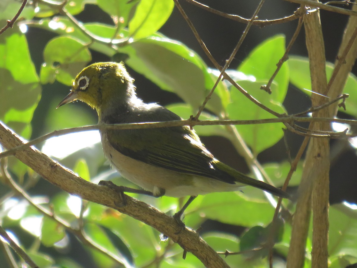 Silvereye - ML383286571