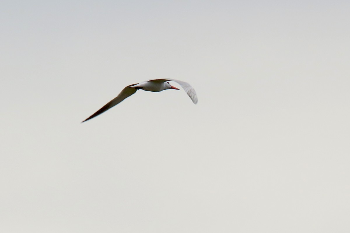 Caspian Tern - ML383288031