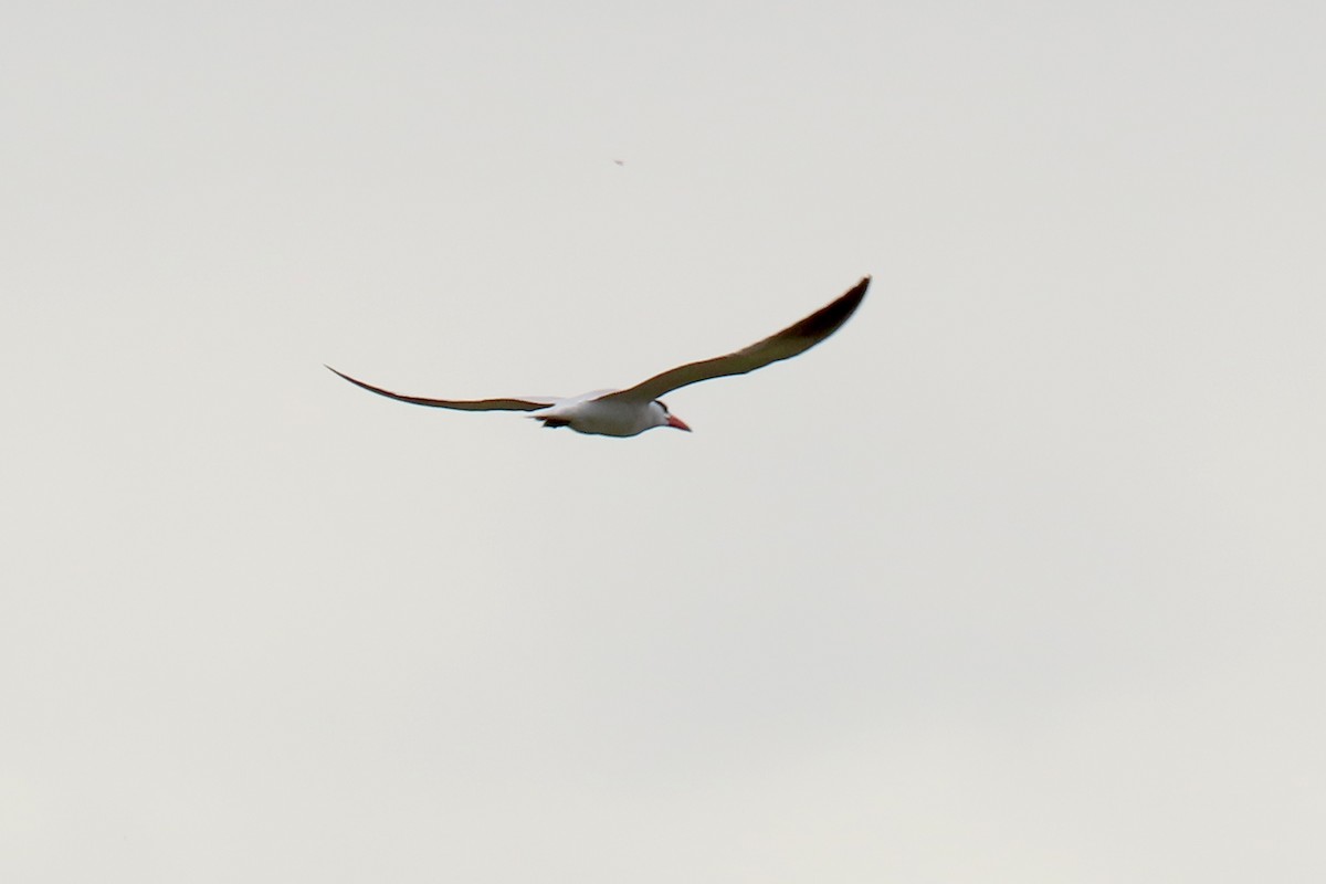 Caspian Tern - ML383288041