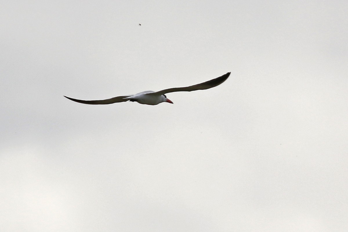 Caspian Tern - ML383288051