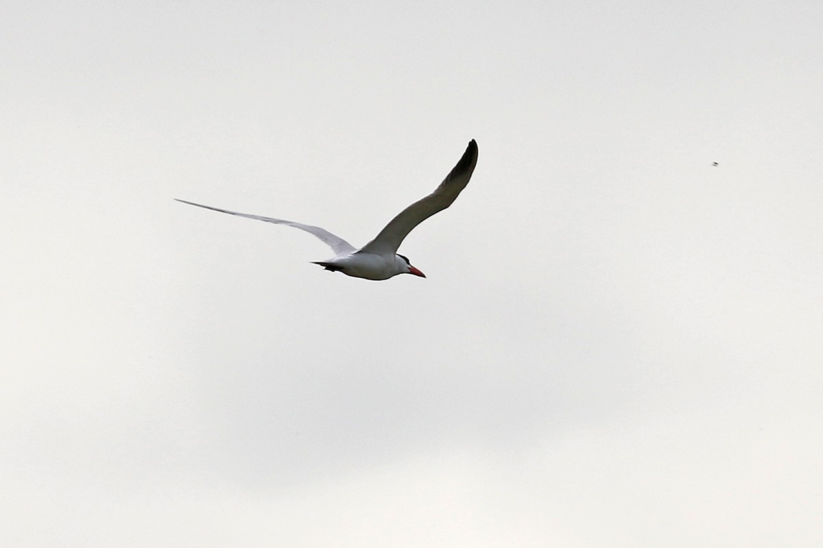 Caspian Tern - ML383288061
